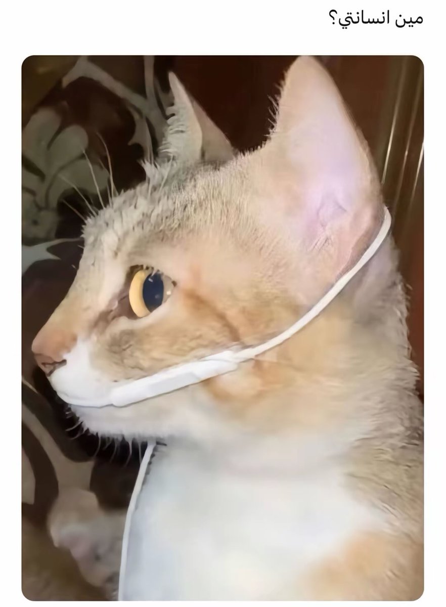 A (@kodu1121) on Twitter photo 