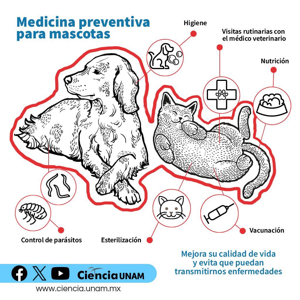 FMVZUNAM's tweet photo. #PasaLaVoz 🗣️ | No regales #Animales de compañía sin antes considerar las recomendaciones de nuestro #ExpertoFMVZ, Jesús Marín. ¡Consulta la nota de @Ciencia_UNAM! 👉 https://t.co/BrutnuDOD0 https://t.co/GkLs80r0kP