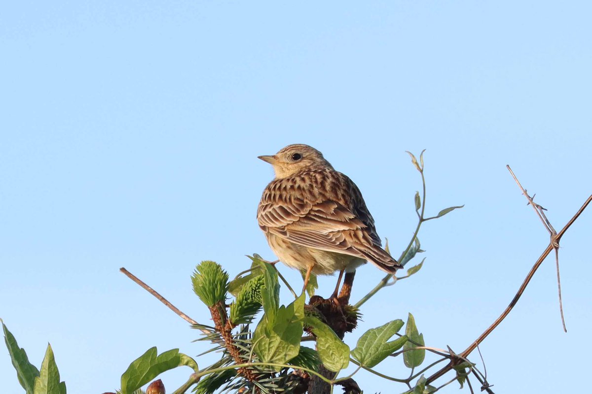 The skylark’s song is part of South Stoke Plateau’s beauty. 🎶 Protect their habitat, protect our heritage 🍃 #savesouthstokeplateau