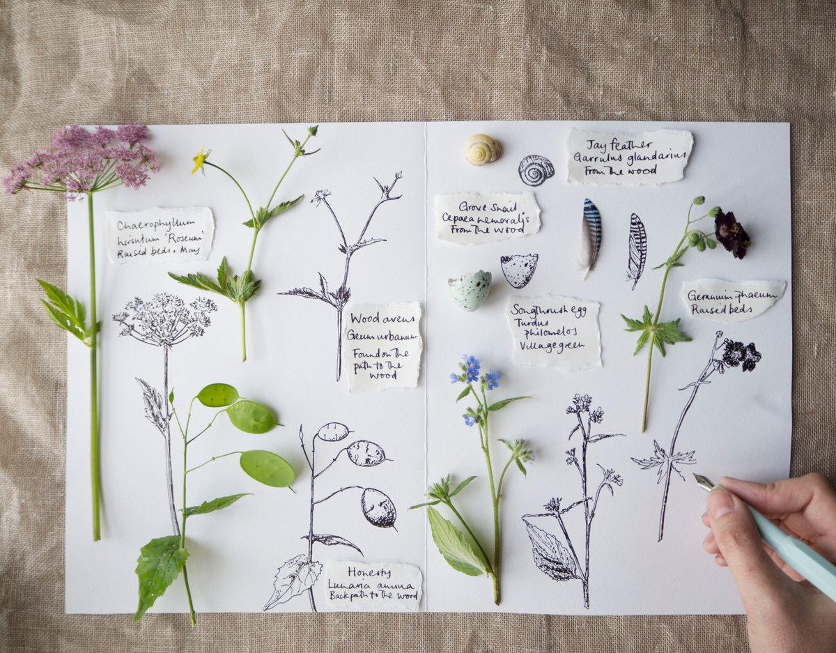 silverpebble's tweet photo. 2 spaces have become avail. on my sold out botanical illustration &amp; mental health w'shop next Sat(11)
You'll learn:
🌿how to break plants down into simple shapes &amp; add shading
🧠how time spent creatively changes brain biochemistry to improve mental health:
https://t.co/WXN4HQPx3k https://t.co/406ruRsMhA
