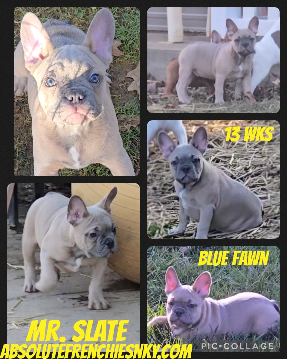 AbsoluteGlass's tweet image. absolutefrenchiesnky.com