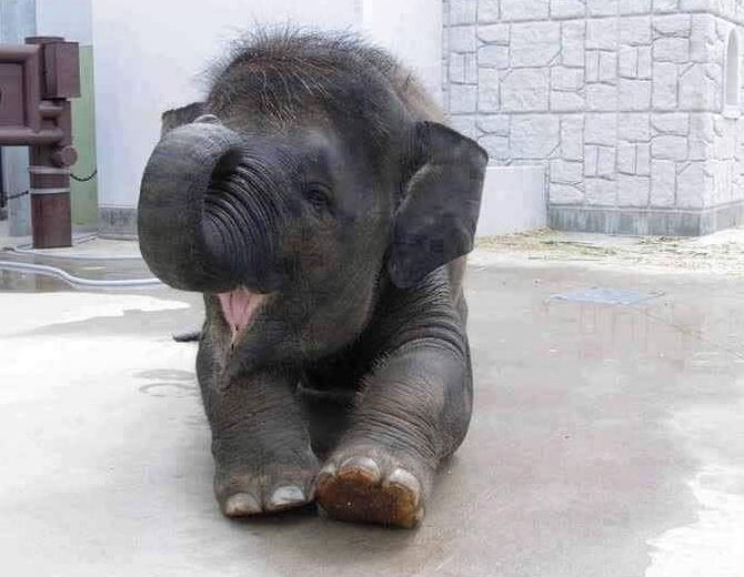 New-born elephant baby. send him some love ❤