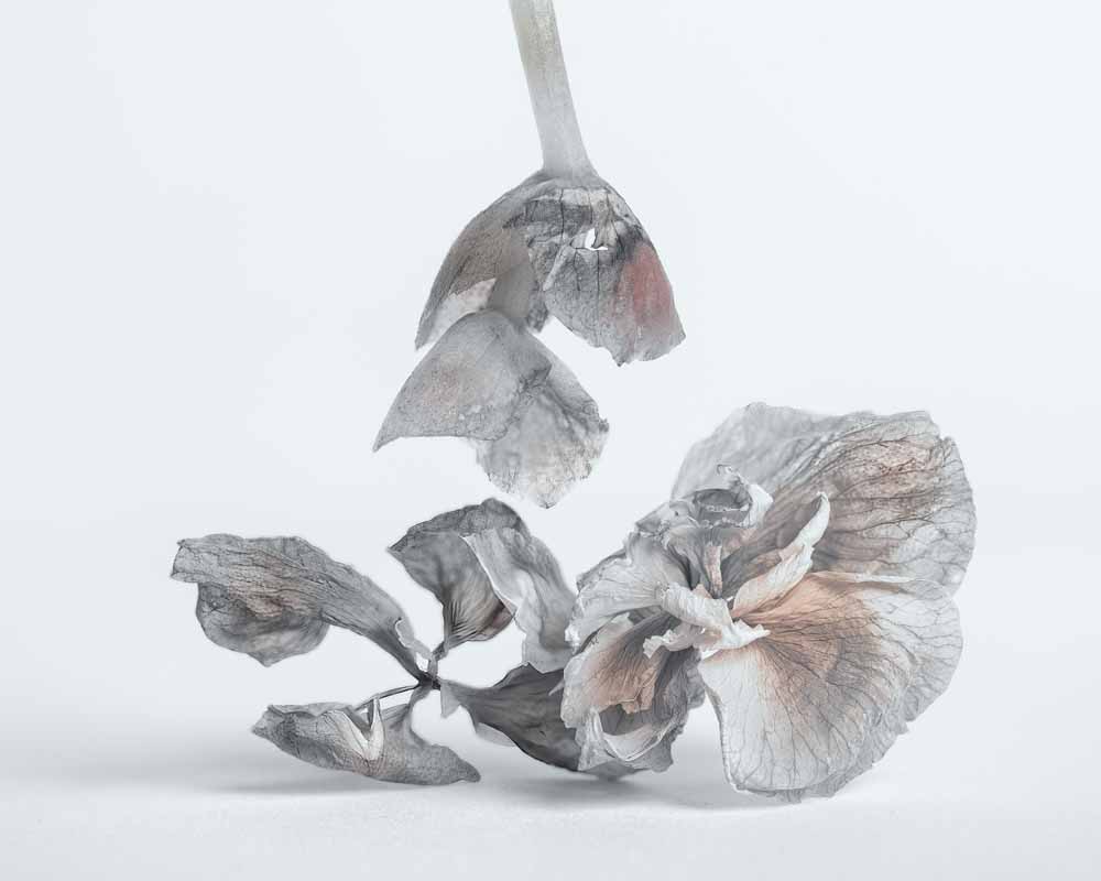 ArtAscent's tweet photo. Original art by Subhra K Battacharya, published in our Floral issue. https://t.co/AysPCaOfcn Credit to the artist.
#DistinquishedArtist #ArtAscent #ArtMagazine #FloralIssue #Artist #ArtCollector #ContemporaryArt #Artwork #photography https://t.co/RZIkgQkesI