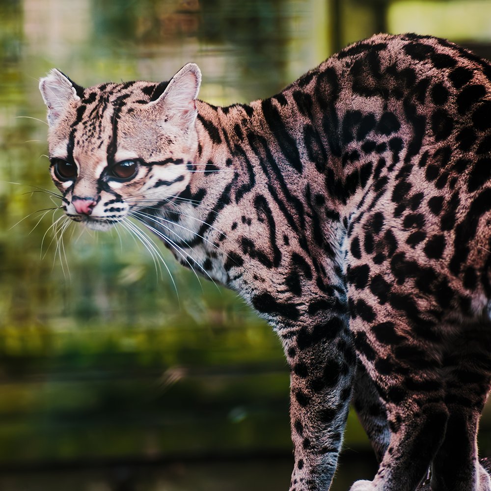 The elusive margay... 😻

💭 Recent studies in the Amazonian forests suggest that margays may be able to mimic the sounds of their prey as a hunting strategy!

#Margay #BanhamZoo #ZooLife