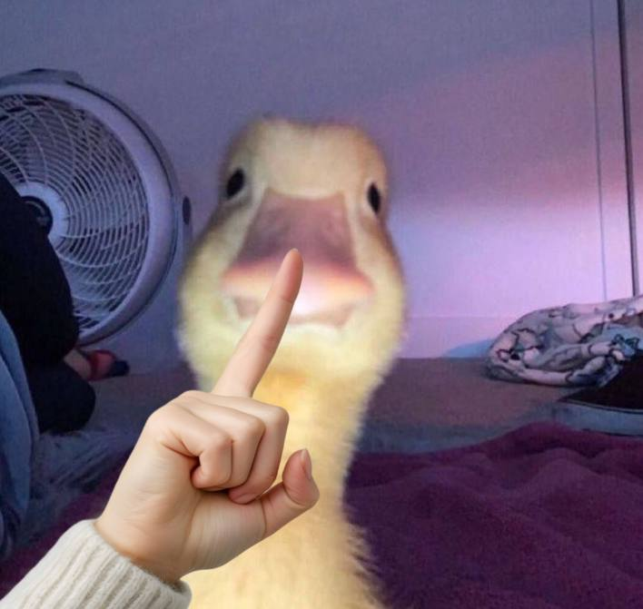 <a href="/MustStopMurad/">Murad 💹🧲</a> That's $harold the OG solana duck. We kept quacking for more than 8 months.