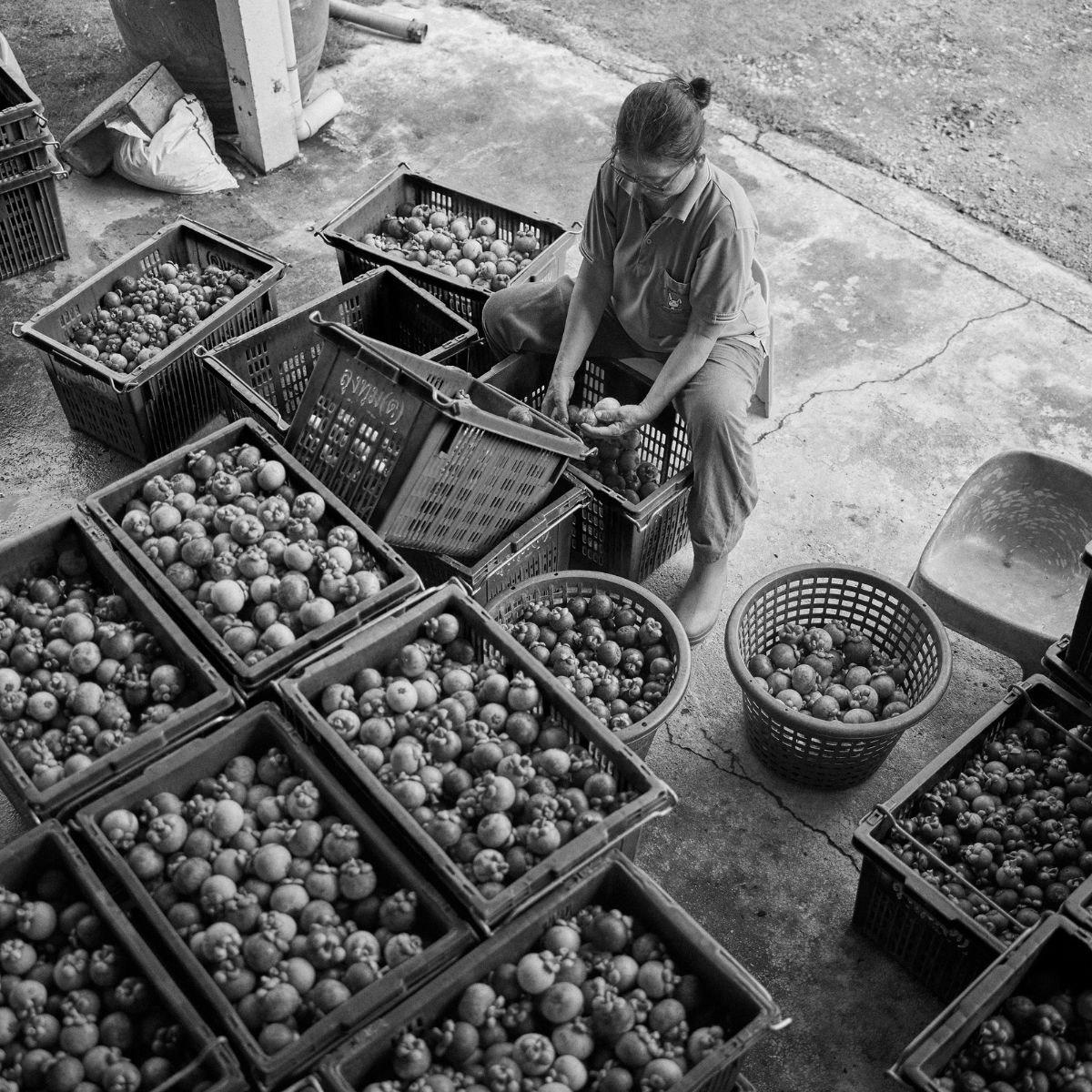 Our amazing farm workers and agricultural inspectors ticking off each step in our commitment to excellence. 

#Mangosteen
#Thailand
#theQueenOfFruits
#NaturesMiracle
#MangosteenJuice
#Xango
#MangosteenGel
#Superfruit
#MangosteenHarvest
#TropicalWellness
#XanthonesBoost