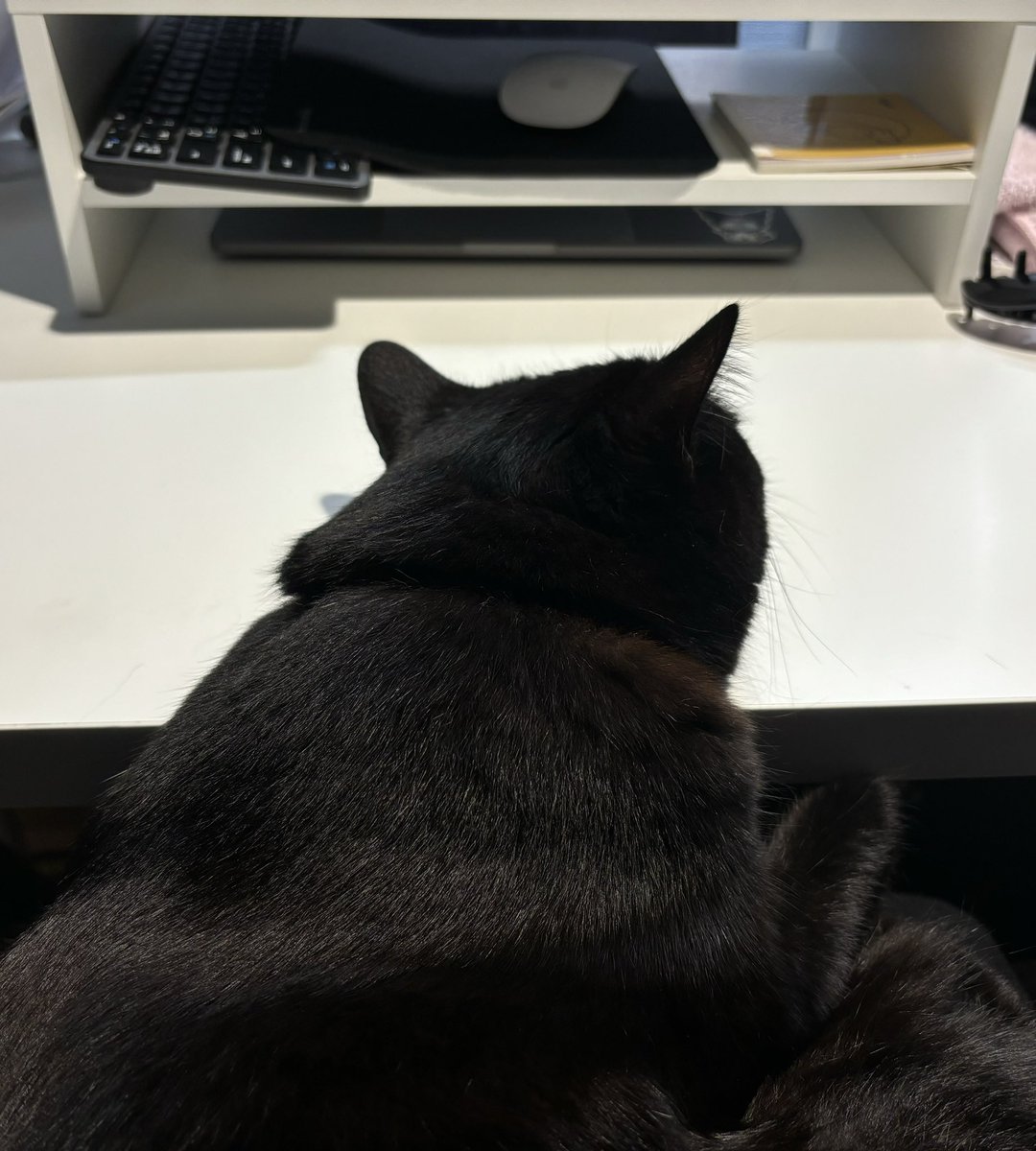 maera0123's tweet photo. 今日も作業の相棒 https://t.co/bRNoLbtrJ8
