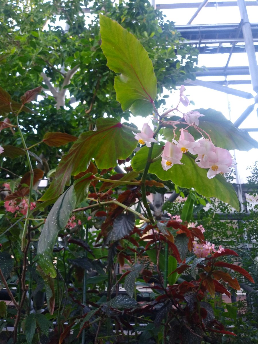 cedar_fa's tweet photo. 夢の島熱帯植物館楽しかった https://t.co/m471nBOC7H
