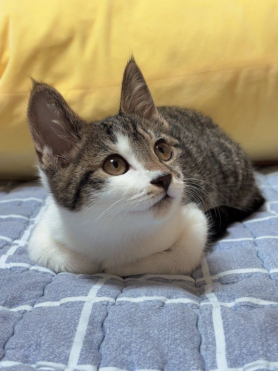 이 고양이는 엄마의 엉덩이를
존나
쎄게 
깨물었어요.

못된고양이.