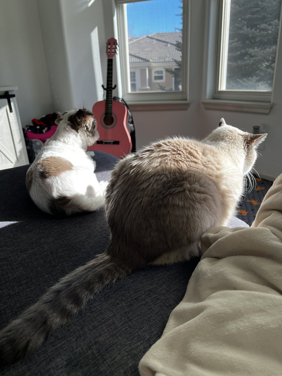 Pinkbarb27's tweet photo. Fur baby togetherness. https://t.co/QXIWyRpc94