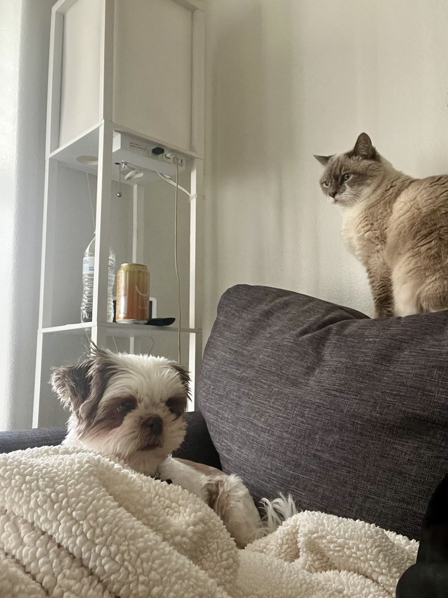 Pinkbarb27's tweet photo. Fur baby togetherness. https://t.co/QXIWyRpc94