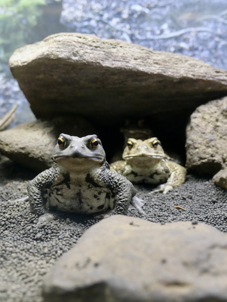 noborun63's tweet photo. ニホンヒキガエル 
姫路市立水族館 

📷LUMIX LX100M2

#写真好きな人と繋がりたい 
#japanesetoad https://t.co/VjrpUmOHkh