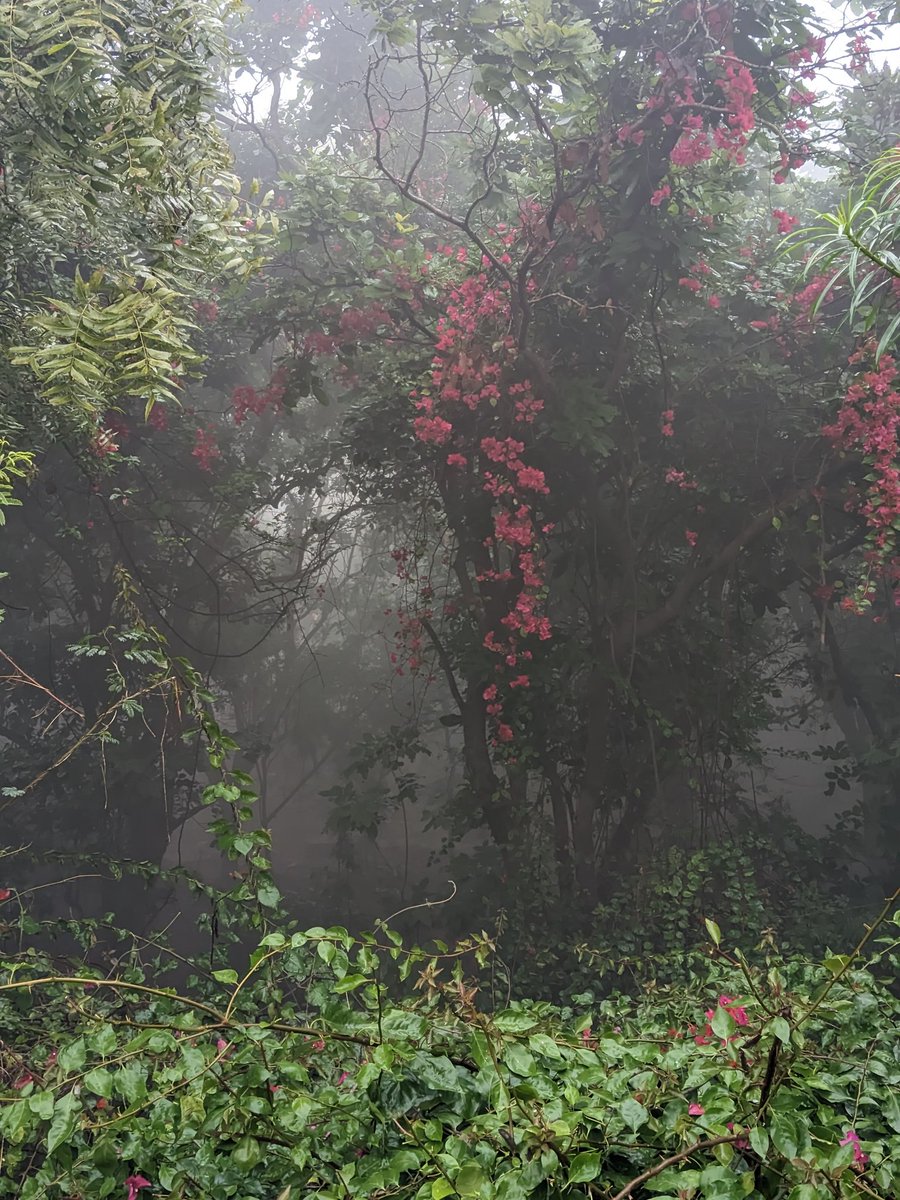 siiddhaant's tweet photo. JNU Winters peaking 
#Delhi #winter #fog https://t.co/IsSO3UflmX