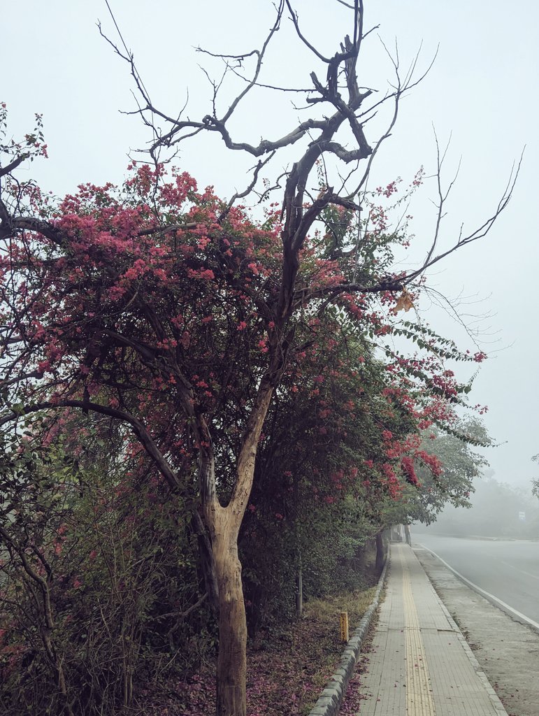 siiddhaant's tweet photo. JNU Winters peaking 
#Delhi #winter #fog https://t.co/IsSO3UflmX