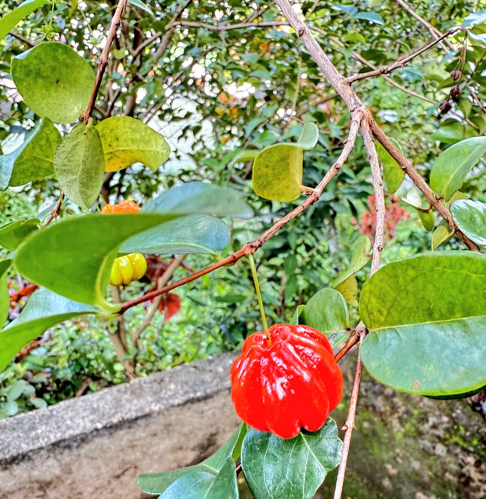 ApnaYaar0's tweet photo. Surinam Cherry 🍒 https://t.co/adSch3HJiH