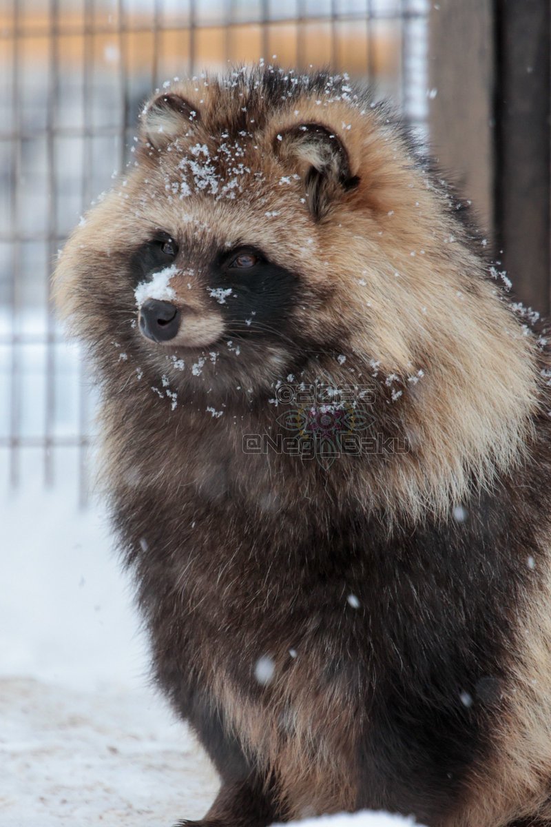 sukeMoyuk₍ᐢ⓿ᴥ⓿ᐢ₎ฅ📷 tweet media