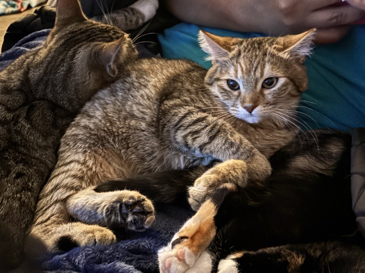 aclosingwindow's tweet image. Wanda's look of sheer disdain at Tommy. She does NOT see it for the man, which is hilarious cause she's the only one he doesn't hiss at, probably because she hisses at him first, lol. She said she may only be 5lbs but she's NOT scared of his 19lbs ass.