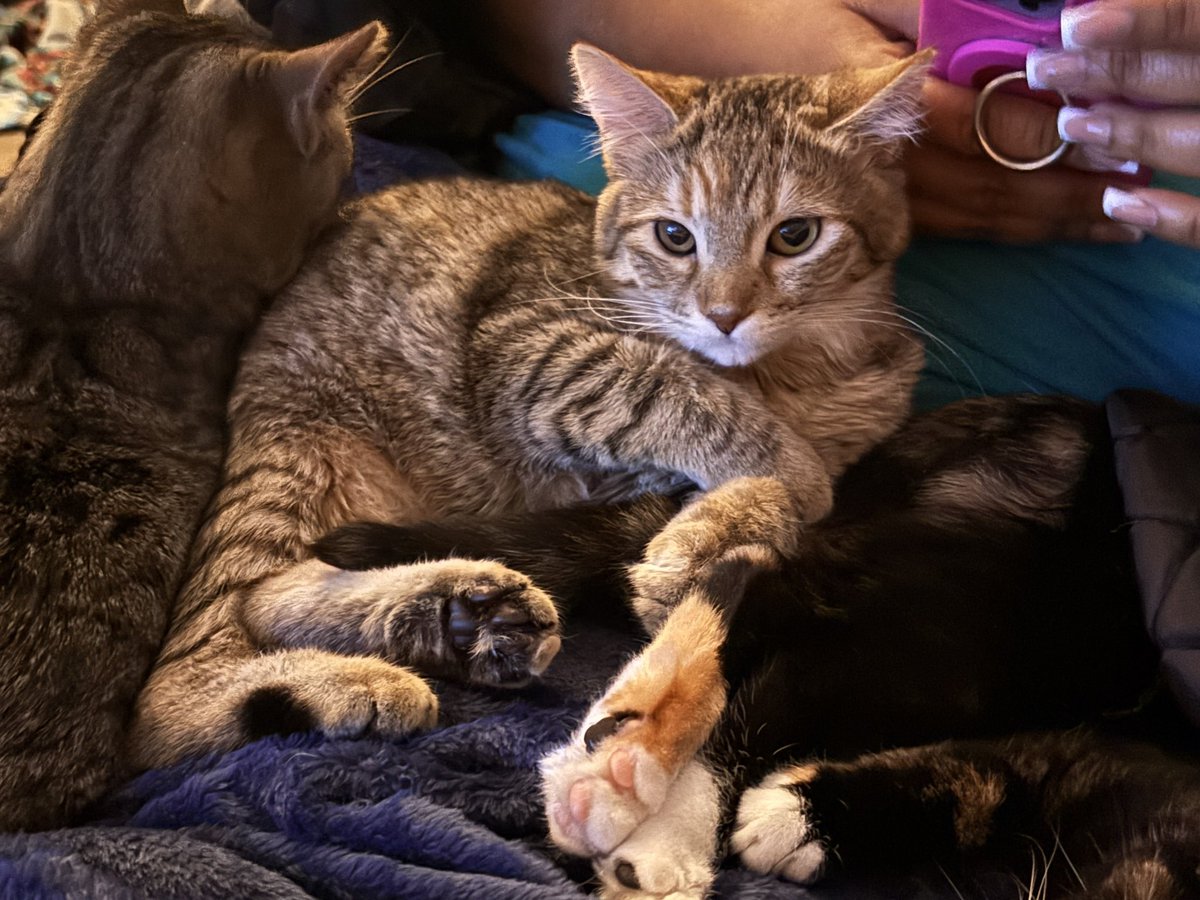 aclosingwindow's tweet image. Wanda's look of sheer disdain at Tommy. She does NOT see it for the man, which is hilarious cause she's the only one he doesn't hiss at, probably because she hisses at him first, lol. She said she may only be 5lbs but she's NOT scared of his 19lbs ass.