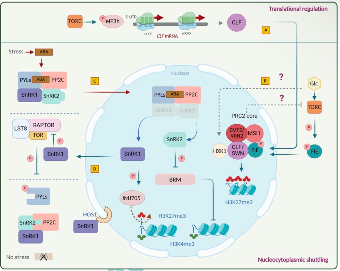 How does TOR kinase signaling affect chromatin state in plants? Our latest review explores the intricate link between TOR &amp; H3K27me3, a key epigenetic mark.

Check it out!
researchgate.net/publication/38…

<a href="/Enhanceur/">Berr</a>, <a href="/DongYihan/">Yihan Dong</a> 
#Epigenetics #H3K27me3 #PlantScience #TOR