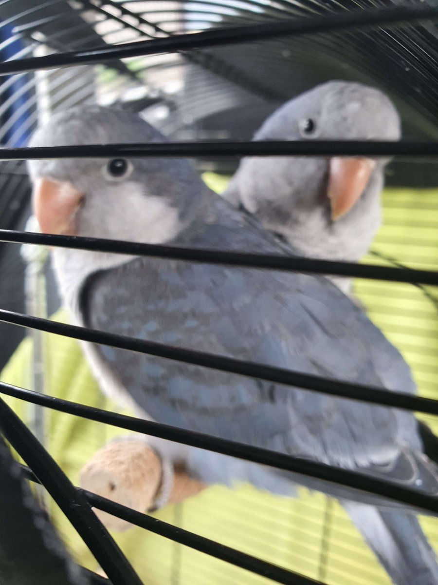 Hum on a craqué. On pouvais pas dire non à deux quakers qui cherchaient une nouvelle famille!