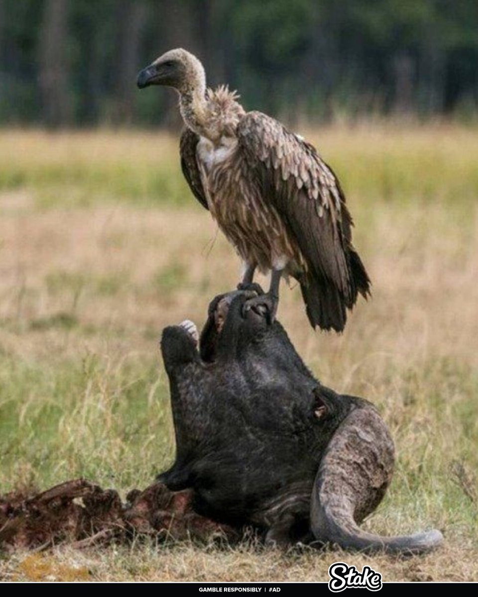 10 terrifying beauty of wildlife ~ A thread🧵 

⚠️Thread NOT suitable for sensitive people #Ad
