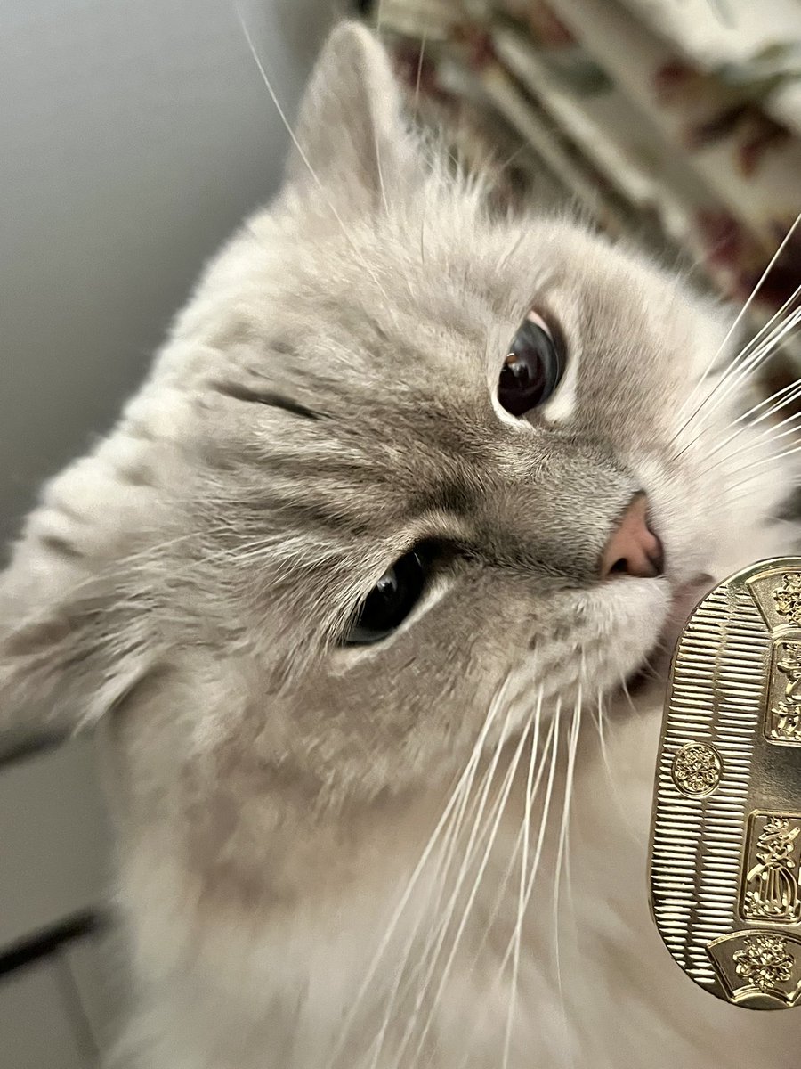 t2nkiko's tweet photo. 招き猫と小判🐱✨
「つんの金運御守りですにゃ🍑」
鹿児島神宮(大隅正八幡宮)で受けました
⛩️🙏⛩️ https://t.co/9VK6b1Ps3e