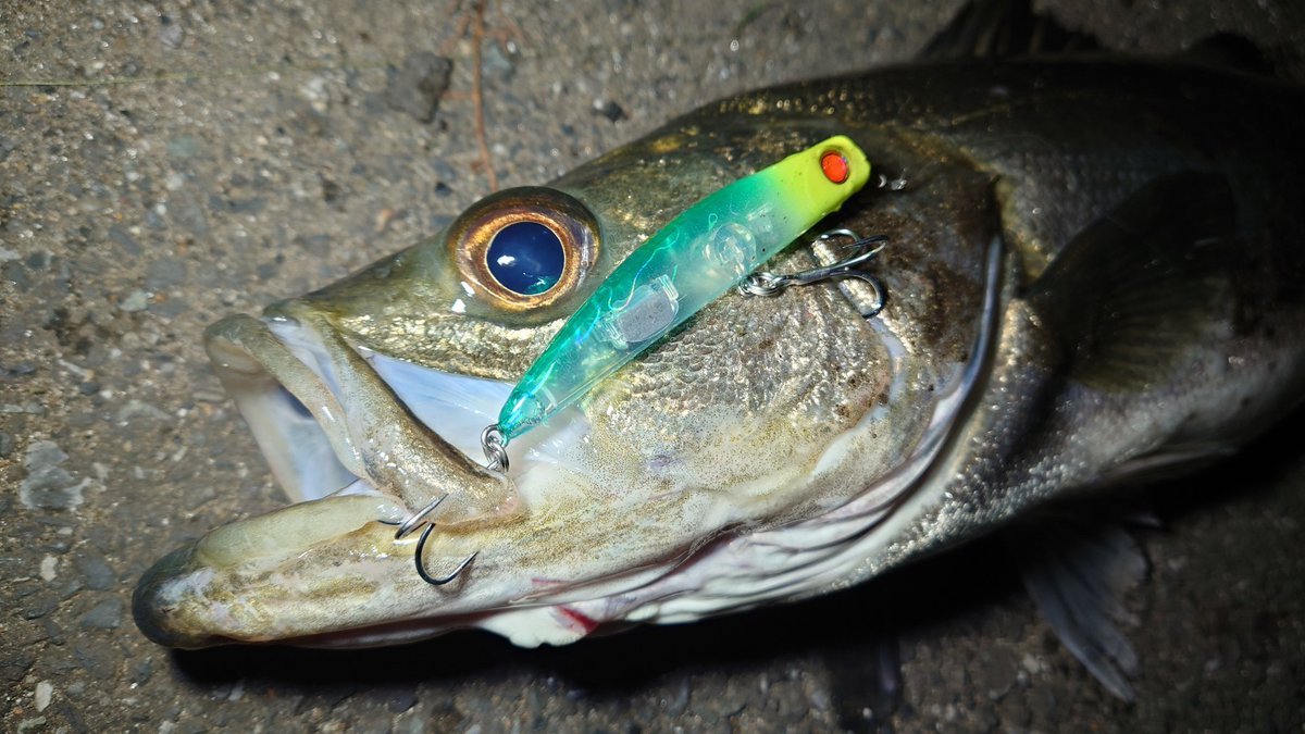 N4oNagashima's tweet photo. パンチラインで段違いなパーリナイ!的な韻を踏もうと思ったけど、ど偉い発言で冴えないポストになりそうだから、品がなくて危ないつぶやきになる前に言わせてもらうとつ抜けじゃい\(^o^)/
#APIA #アピア
#パンチライン #PUNCHLINE80
#シーバス https://t.co/r5vHuWSc9E