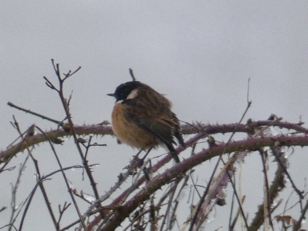 Chris4Patches's tweet photo. The snow has brought a further influx of finch and bunting @BibbeysWildFarm with 1,514+ present this morning! 

893+ Linnet
500+ Chaffinch 
40 Goldfinch
23 Yellowhammer 
20 Siskin
15 Greenfinch 
10 Redpoll
8 Reed Bunting
4 Bullfinch
1 Brambling https://t.co/BQUXctnuu9