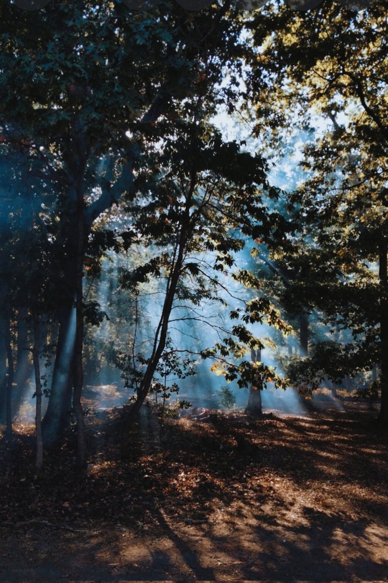 Chaseraubeboyer's tweet photo. #forest #trees #photography #smartphonephotography https://t.co/gPzF2QzJXA