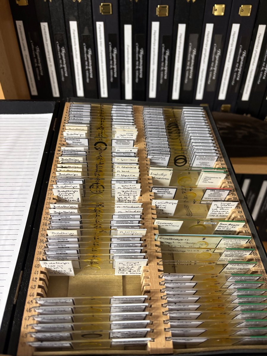 Thrips slides from the last year... 
So much work to arrange all this in my collection! 😨