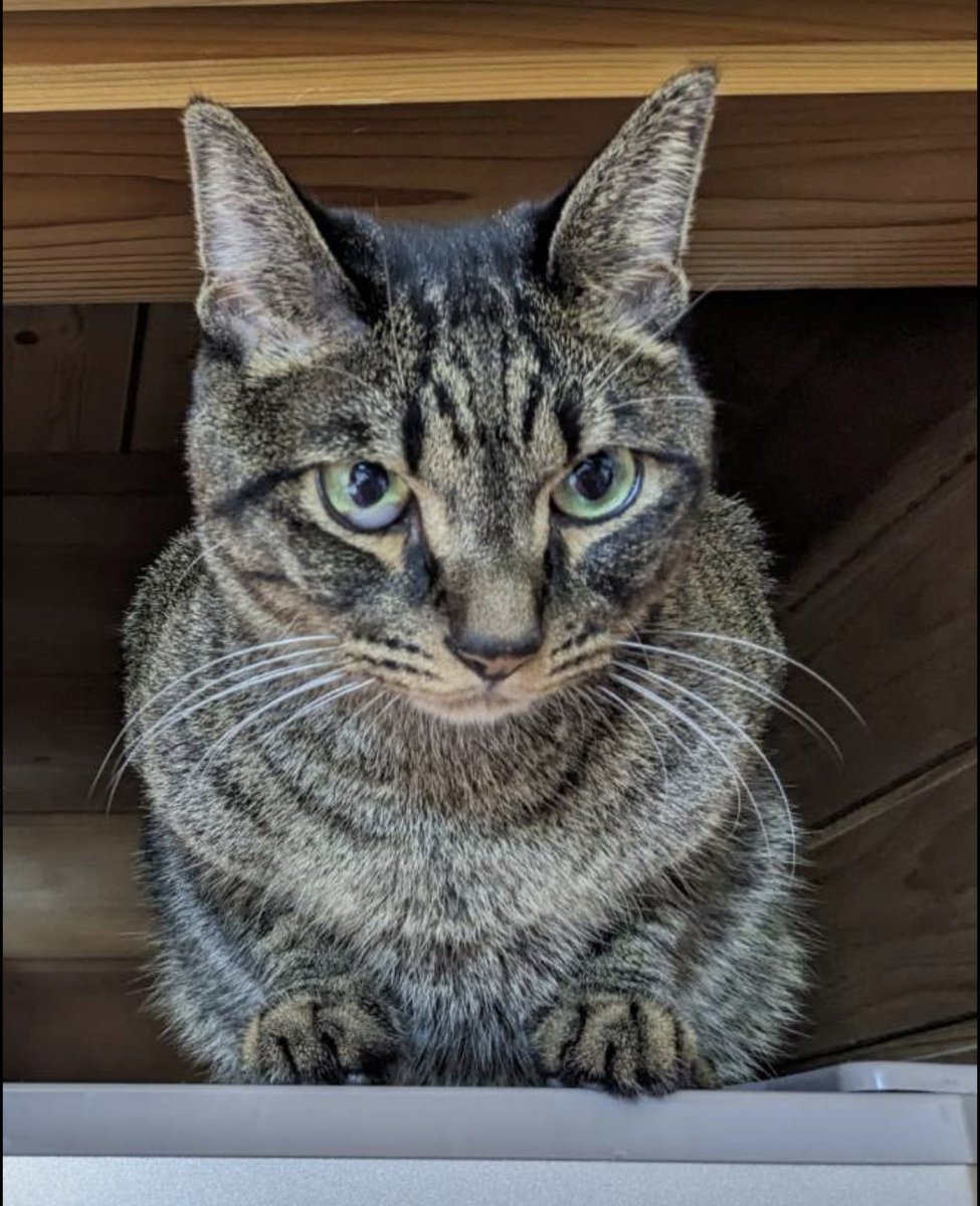 yuki0502dog's tweet photo. 【猫を探しています】
大阪の実家の猫がいなくなりました。

似ている猫を見かけた方、情報提供をお願い致します。

名前:ジョナサン
性別:オス
年齢:4歳
いなくなった日:2024/12/9
去勢済み、耳カットなし、首輪なし

#迷子猫 #迷い猫 #大阪市 #大阪 #東住吉区 #拡散希望 #サバトラ #キジトラ 大阪府 https://t.co/GHYJeYRHtj