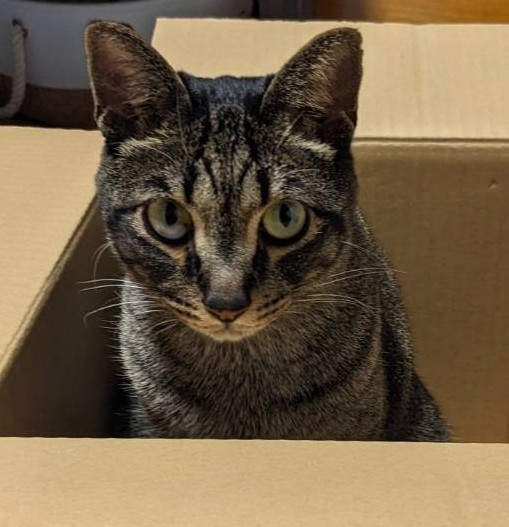 yuki0502dog's tweet photo. 【猫を探しています】
大阪の実家の猫がいなくなりました。

似ている猫を見かけた方、情報提供をお願い致します。

名前:ジョナサン
性別:オス
年齢:4歳
いなくなった日:2024/12/9
去勢済み、耳カットなし、首輪なし

#迷子猫 #迷い猫 #大阪市 #大阪 #東住吉区 #拡散希望 #サバトラ #キジトラ 大阪府 https://t.co/GHYJeYRHtj