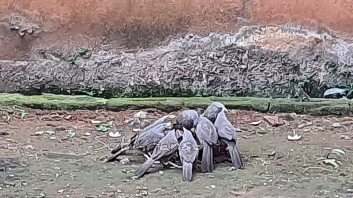 talktosubhransu's tweet photo. Life without dreams is like a bird with a broken wing - it can't fly.
#NationalBirdDay #Theyreallyneedus #WaterForbirds #birdsday #SubhransuSatpathy https://t.co/UqOgOP4dac