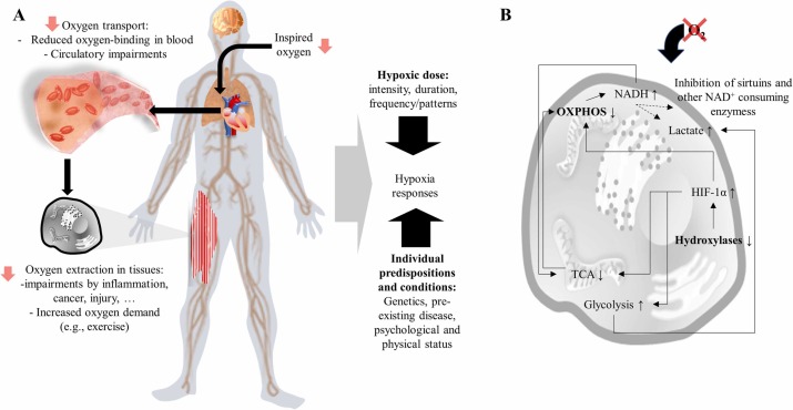 TimePie (focus on anti-aging science) (@timepiechina) on Twitter photo New study finds #NAD is highly sensitive to changes in oxygen availability. Modulation of NAD metabolism can protect from hypoxic injuries, and adaptations to hypoxia can improve NAD homeostasis.
By <a href="/JohBurtscher/">Johannes Burtscher</a>, et al.
doi.org/10.1016/j.arr.… New study finds #NAD is highly sensitive to changes in oxygen availability. Modulation of NAD metabolism can protect from hypoxic injuries, and adaptations to hypoxia can improve NAD homeostasis.
By <a href="/JohBurtscher/">Johannes Burtscher</a>, et al.
doi.org/10.1016/j.arr.…