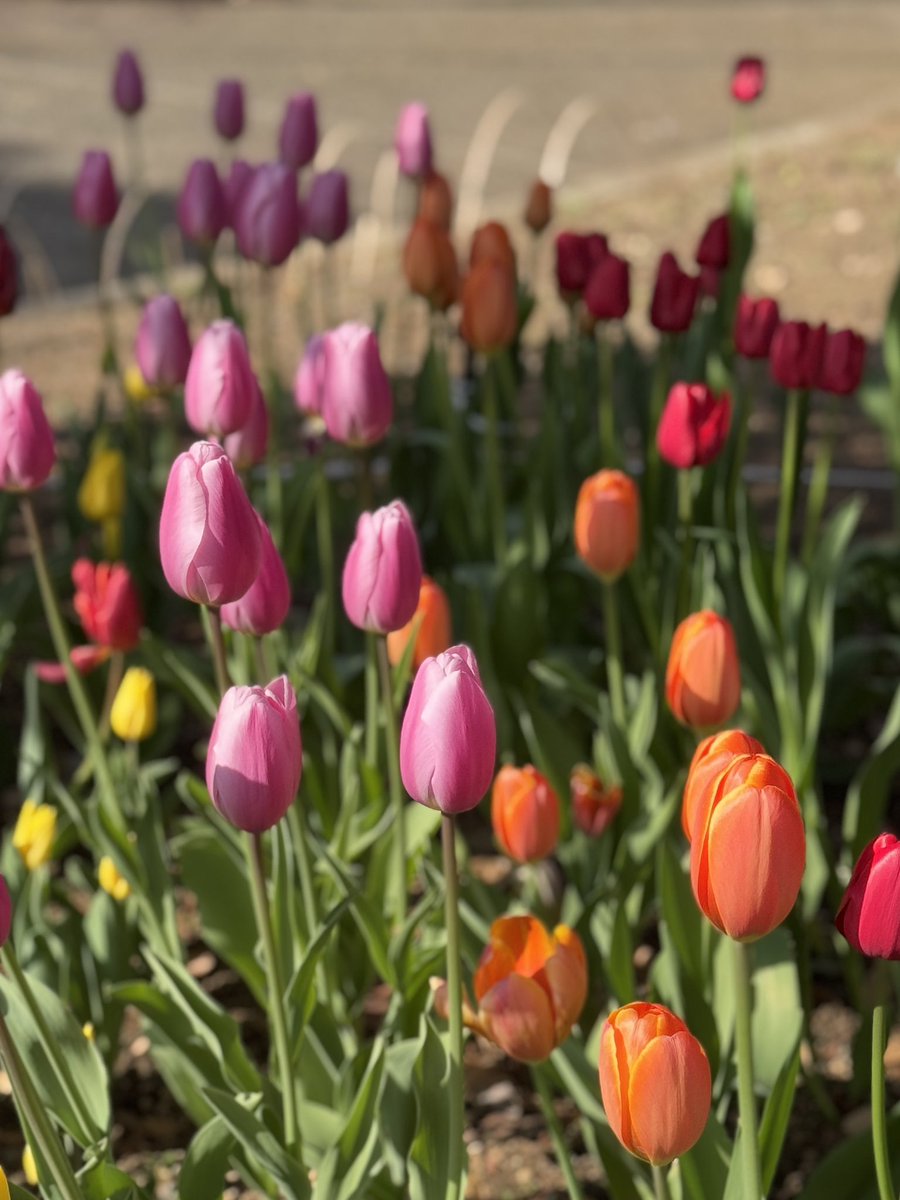チューリップの咲く公園を散歩。
アイスチューリップといって、低温保管で人工的に花期をずらすのだそう。花はツヤツヤしていました。