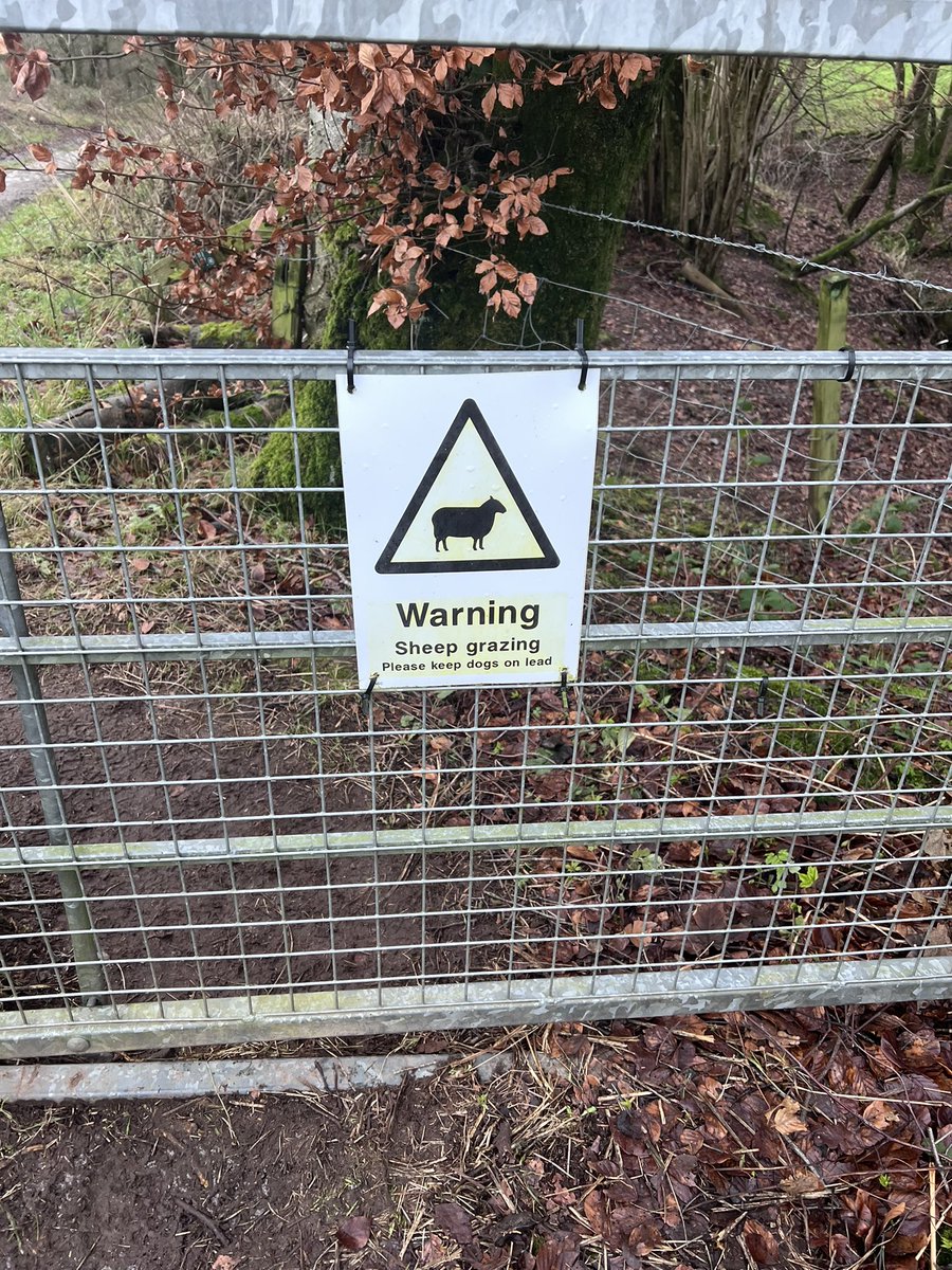 Second sheep worrying in 10 days, it’s a fucking joke, change the fucking laws, I’m fucking sick of it