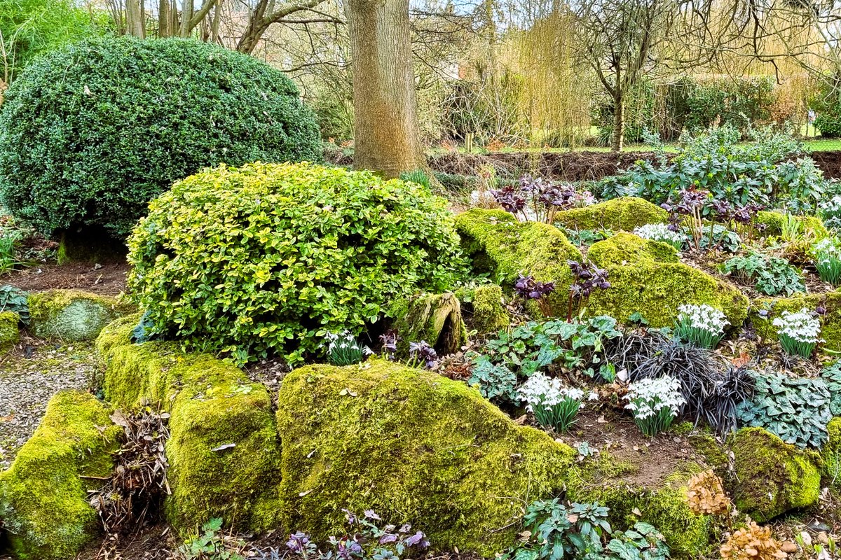 CraigGarden's tweet photo. Winter Eye Candy
Find out how to brighten your garden in the depth of winter! With our grey and gloomy weather now is just the right time to brighten up your garden and spirits.
#plantingdesign #gardendesign #winterfoliage #winterinterest https://t.co/PxFv0WccDV