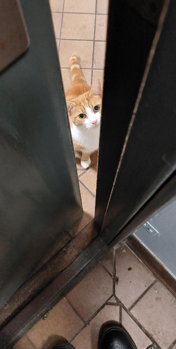 Good day, Kitchen Inspector here to undertake the first mandatory inspection for 2025

Please be so kind as to let me in so I may cast my murder mittens over the leftover roast potatoes, chicken and gravy 

#cats #cats #Cat #CatsOnTwitter #CatsOfTwitter