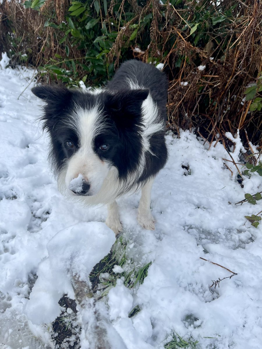 As far as I’m concerned, it’s just a bit of snow and yes mum I do realise that I am 14.5 years old but I will still be requiring my 3 walks today thank you please 🐾💙 #happynewyeartoyouall