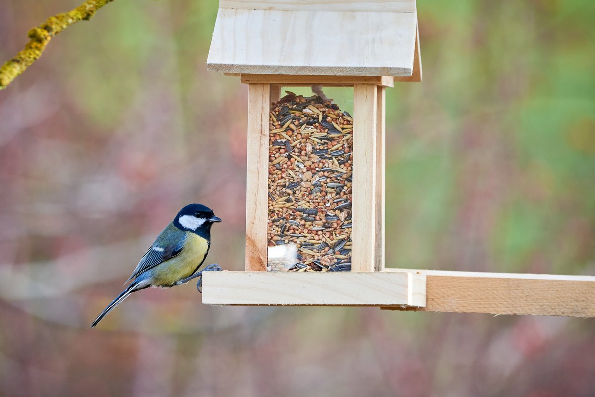 Avec la neige, certains oiseaux peinent à trouver de la nourriture en hiver 🐦

Pour leur donner un coup de pouce, il est possible d'installer une mangeoire dans votre jardin !

Quelques conseils pour le faire dans les règles de l'art : bit.ly/nourrir_les_oi…
#parcchasseral