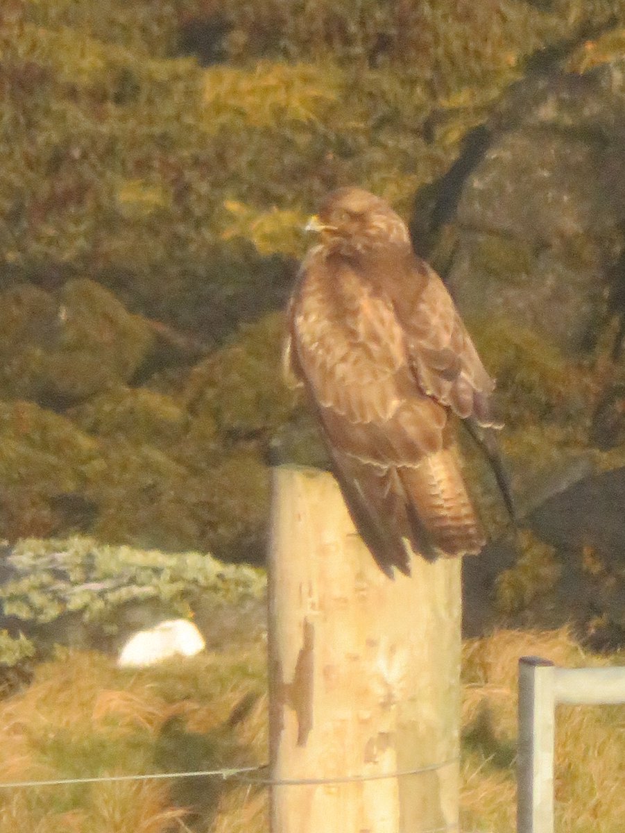 I know what I want to think; can you help identify ⁦<a href="/WiWildlife/">Steve Duffield</a>⁩ 🙏
