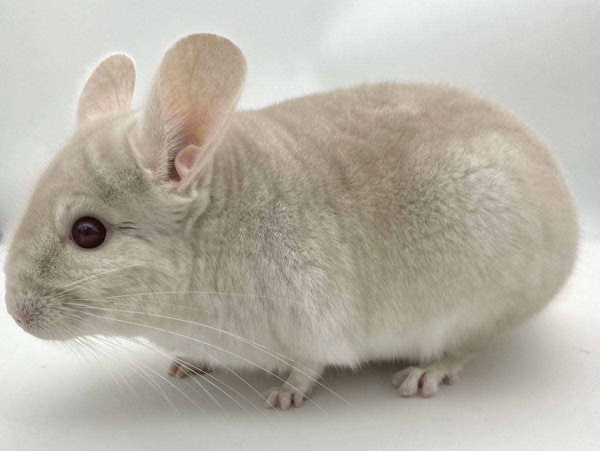 チンチラゴールド 極太ハンドルカバー チンチラ ゴールド / トラック用品貨物堂