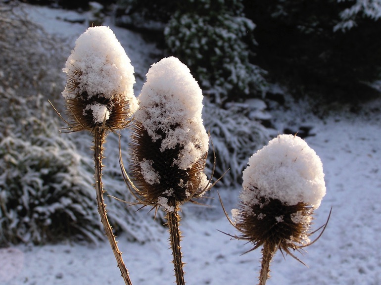 Please consider leaving dead plants in your garden over the winter rather than tidying them up. They will provide sheltered spots for hibernating insects 🐞
#gardening #nature