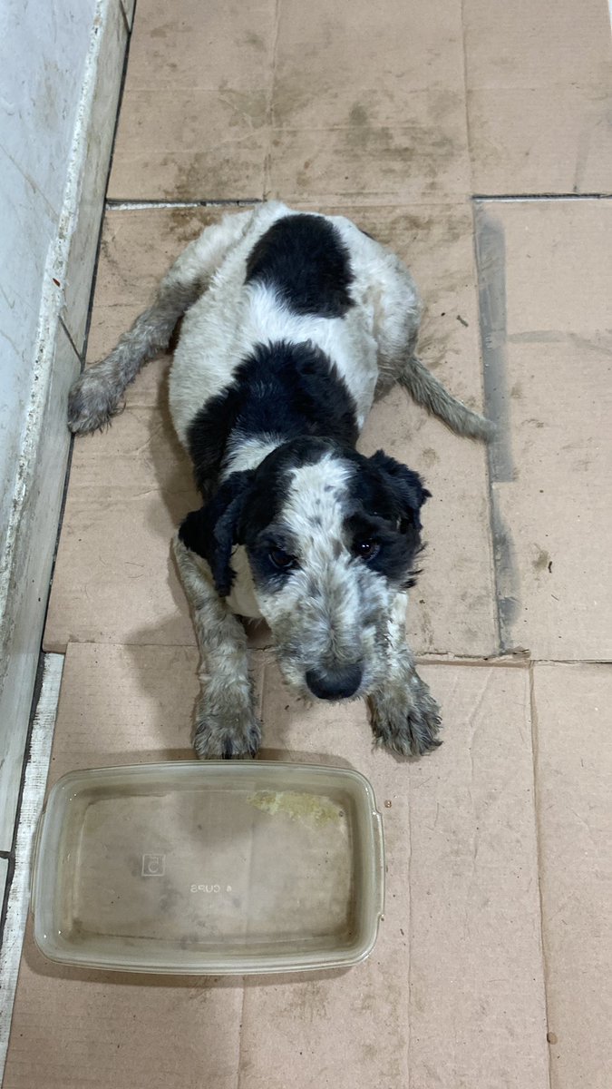 amorybrillitoos's tweet photo. Hola! hemos encontrado a este perrito con la patita izquierda de atrás lesionada y necesitamos apoyo para que pueda recibir atención veterinaria especializada/placas/medicación 

Me ayudarían a #compartir la info 🙏🏼 o con un yape/plin. Todo sera únicamente destinado al perrito. https://t.co/1qeGILGk3V