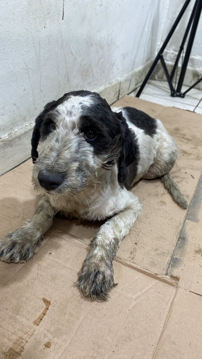 amorybrillitoos's tweet photo. Hola! hemos encontrado a este perrito con la patita izquierda de atrás lesionada y necesitamos apoyo para que pueda recibir atención veterinaria especializada/placas/medicación 

Me ayudarían a #compartir la info 🙏🏼 o con un yape/plin. Todo sera únicamente destinado al perrito. https://t.co/1qeGILGk3V