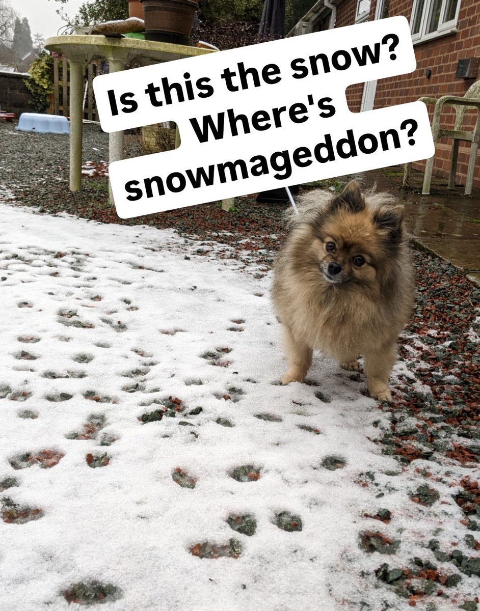 DogCastRadio's tweet photo. Mischief is disappointed with so little snow!
Do you have snow? 🌨️❄️🐶
#uksnow #uksnow2025 #dog #dogsofsnow #snowdog #mischiefthegermanspitz #snowmageddon #dogsarefamily #dogsofwinter
#sunday https://t.co/qxHEZk1Kdz