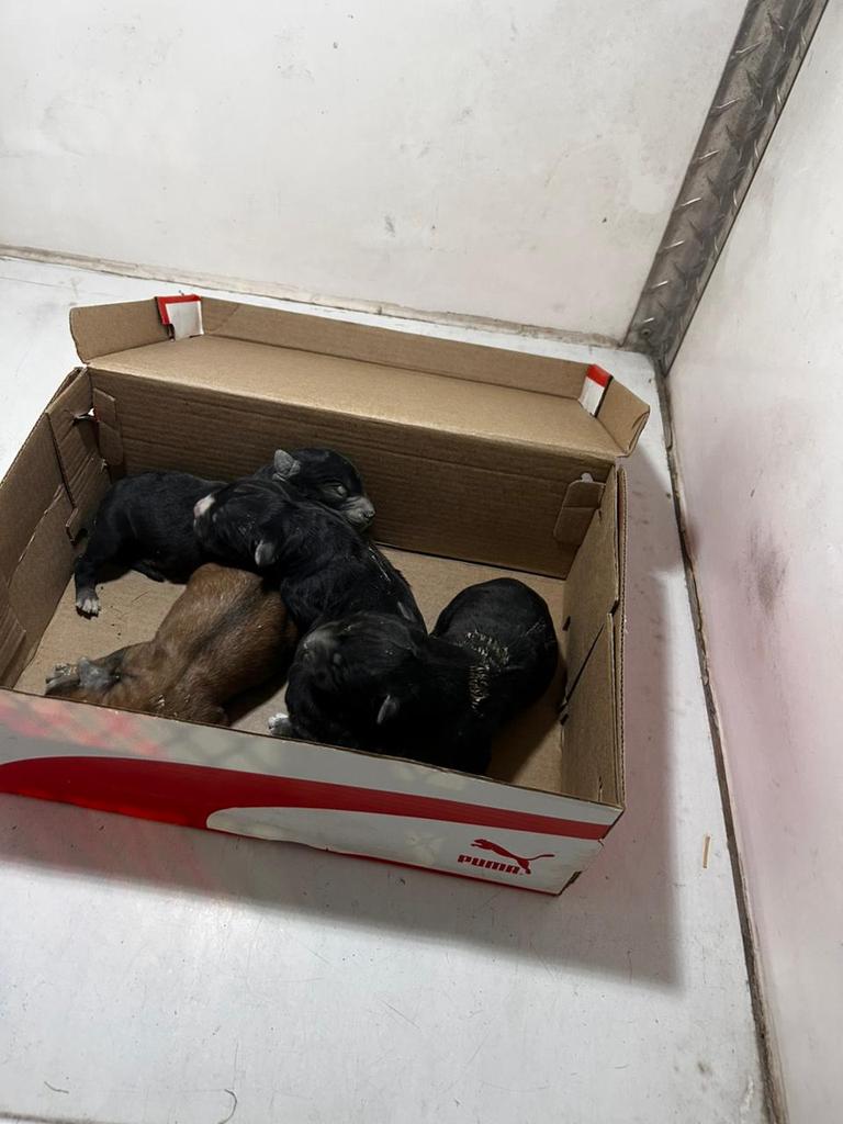 Gobierno de Tlaquepaque tweet media