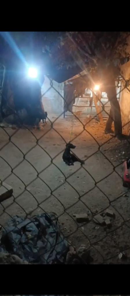 Gobierno de Tlaquepaque tweet media