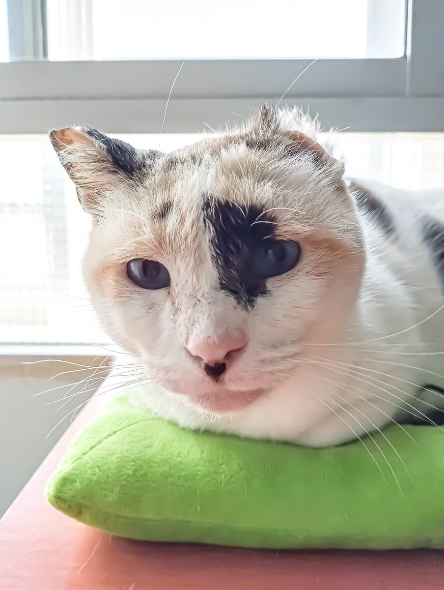 Esta es nuestra Esperanza 💖✨ 

Una gatita sacada de la calle, ya que tenia las orejitas horribles llena de sangre y postulas, acudimos con ella para esterilizarla y que la mirase en el veterinario y tenia un carcinoma en la orejita la cual fue operada.