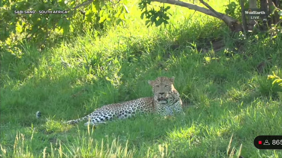 FlyFlyRee's tweet photo. Wow, this is the first time I’m seeing Molwati this much out in the open, and relaxed! 
 #wildearth https://t.co/yN7Q3JiH6F